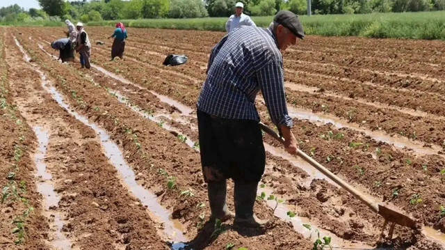 Mevsimlik tarım işçileri için beş önemli adım: Çalışma koşulları iyileştirilecek